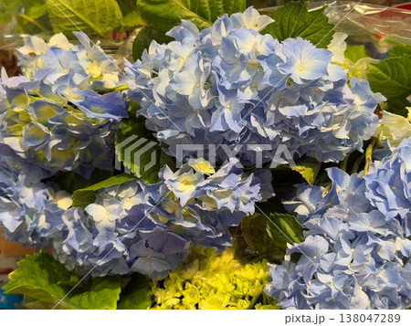 Blue Hydrangea macrophylla inflorescences with layered petals and green foliage in florist display under warm indoor light. Floral retail, bouquet selection, decorative plant trade, ornamental 138047289