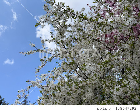 Dense spring blossoms covering branches in warm daylight. Abundance, renewal, fertility, seasonal transition, natural texture, urban stillness, and the fleeting beauty of flowering before leaf and 138047292