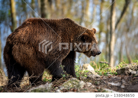 Brown bear walking through forested area near a calm body of water in the early morning light showcasing its natural habitat 138048650