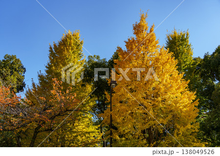 the city of tokyo at autumn time the city of tokyo at autumn time 138049526