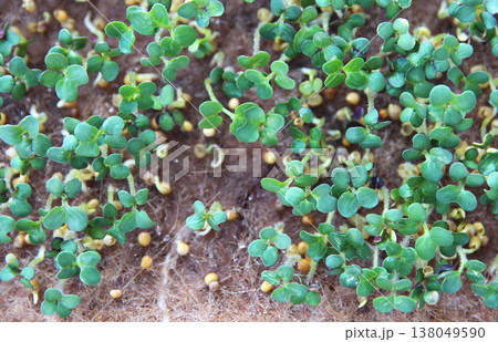 A close-up of green mustard sprouts on agrowata. Growing microgreens. A windowsill garden. A superfood made from sprouted mustard seeds. 138049590