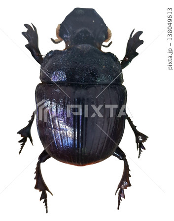Scarab beetle is shown alone on a white background. The beetle has a shiny body and defined legs. This insect stands out in the close-up view, highlighting its features. 138049613