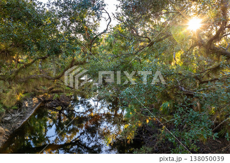 Tropical rainforest ecosystem. Florida jungles with green palm trees, fresh water river and wild vegetation in southern USA 138050039