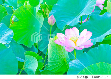 夏の蓮池 〜水面を覆い尽くす蓮の葉に囲まれて咲く1輪の花〜 夏の蓮池 〜水面を覆い尽くす蓮の葉に囲まれて咲く1輪の花〜 138050097