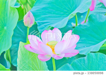 夏の蓮池 〜美しく咲いた蓮の花と寄り添う蕾〜 夏の蓮池 〜美しく咲いた蓮の花と寄り添う蕾〜 138050098