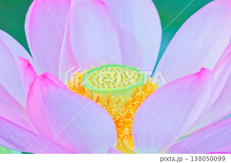 蓮の花のクローズアップ　〜神秘的な蓮の花托〜 138050099