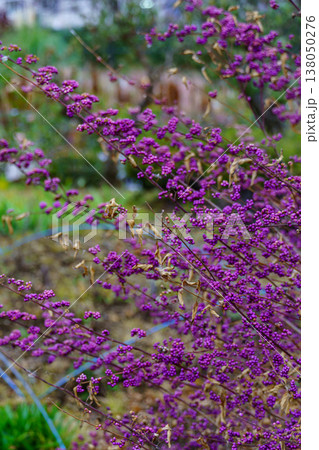 autumn time near Tokyo in japan autumn time near Tokyo in japan 138050276
