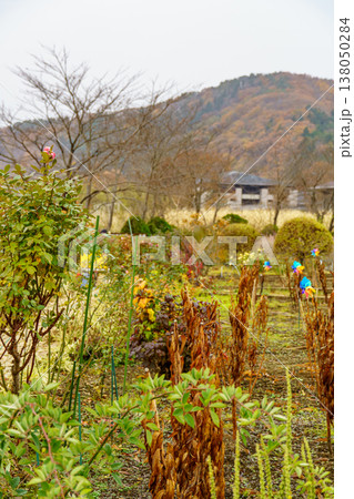 autumn time near Tokyo in japan autumn time near Tokyo in japan 138050284