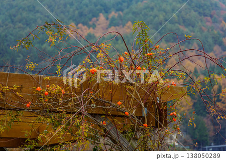 autumn time near Tokyo in japan autumn time near Tokyo in japan 138050289