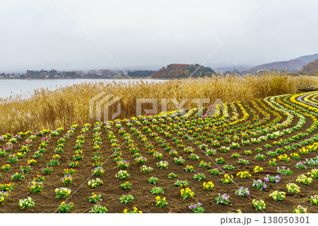 autumn time near Tokyo in japan 138050301