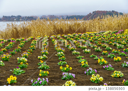 autumn time near Tokyo in japan autumn time near Tokyo in japan 138050303