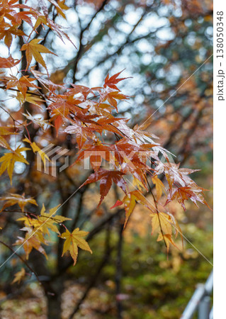 autumn time near Tokyo in japan autumn time near Tokyo in japan 138050348