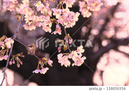 夕陽に透ける満開の桜と蕾　春の訪れと温かな光 138050356