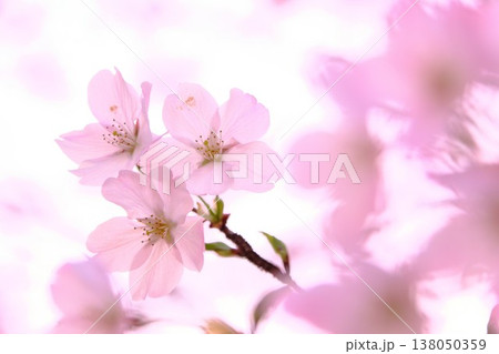 光に溶ける満開の桜 春の柔らかな日差しと癒やしの風景 光に溶ける満開の桜 春の柔らかな日差しと癒やしの風景 138050359