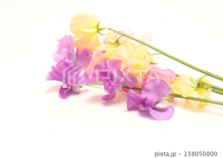 白バックのスイートピー 138050800