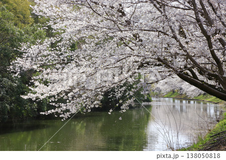 福岡堰の桜 福岡堰の桜 138050818