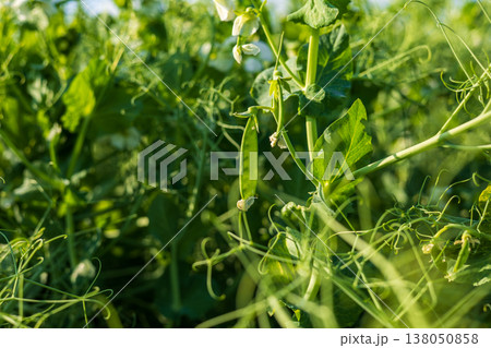 Green peas grow on vines in a field under sunlight during the morning in spring, surrounded by green leaves and stems Green peas grow on vines in a field under sunlight during the morning in spring, surrounded by green leaves and stems 138050858