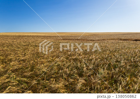 Wheat plants grow tall and golden under the bright sun in a rural area during midday with clear skies all around 138050862