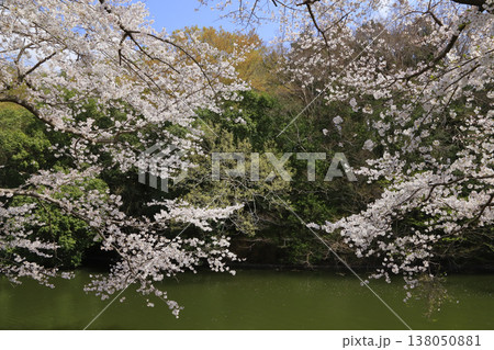 福岡堰の桜 福岡堰の桜 138050881