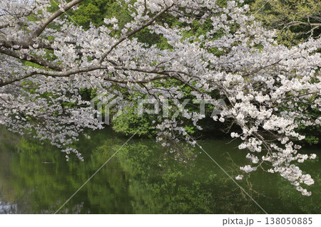 福岡堰の桜 138050885