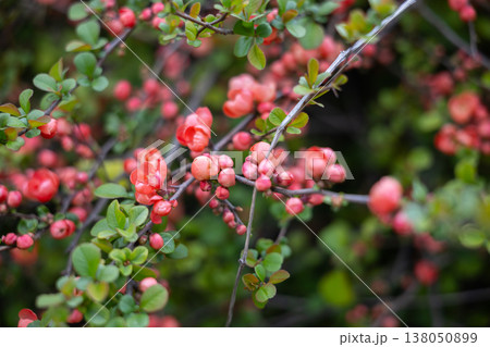 Chaenomeles japonica buds and blossoms on branches with soft natural background bokeh. Early flowering stage, horticultural detail, spring vegetation and ornamental garden design context Chaenomeles japonica buds and blossoms on branches with soft natural background bokeh. Early flowering stage, horticultural detail, spring vegetation and ornamental garden design context 138050899