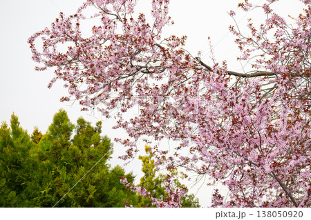 Blooming sakura prunus serrulata canopy against pale sky with conifer trees below. Botanical diversity, seasonal flowering cycle, ornamental planting and urban green infrastructure Blooming sakura prunus serrulata canopy against pale sky with conifer trees below. Botanical diversity, seasonal flowering cycle, ornamental planting and urban green infrastructure 138050920