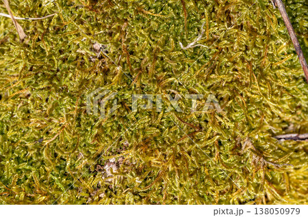 Top view of green sphagnum moss texture with small shoots, abstract natural background, organic pattern symbolizing growth, freshness and ecological sustainability concept 138050979