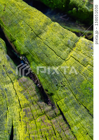 Abstract tree stump with deep crack covered by green moss, natural texture showing contrast, growth and decay, ecological concept of resilience, renewal and life cycle Abstract tree stump with deep crack covered by green moss, natural texture showing contrast, growth and decay, ecological concept of resilience, renewal and life cycle 138051030