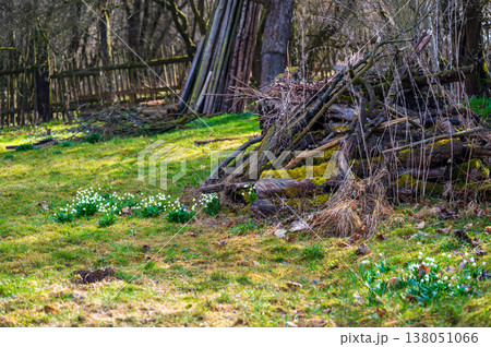 Old garden with blooming spring snowflakes on grass, stack of aged wood covered with moss and trees in background, symbol of renewal, sustainability and natural life cycle 138051066