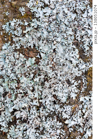 Tree trunk covered with lichen showing symbiotic relationship between organisms, natural texture and cooperation concept, symbol of balance, sustainability and ecosystem harmony 138051074
