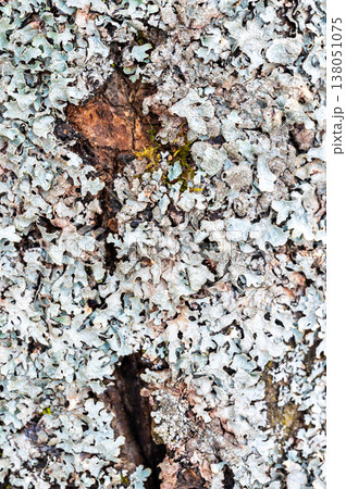 Tree trunk covered with lichen showing symbiotic relationship between organisms, natural texture and cooperation concept, symbol of balance, sustainability and ecosystem harmony Tree trunk covered with lichen showing symbiotic relationship between organisms, natural texture and cooperation concept, symbol of balance, sustainability and ecosystem harmony 138051075