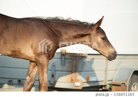 portrait of little  foal  against horse trailer at sunny evening.   close up 138051165