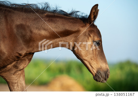 portrait of little foal walking freely at sunny evening. close up portrait of little foal walking freely at sunny evening. close up 138051167