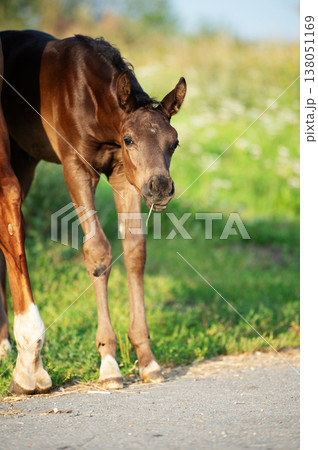 portrait of little  cute foal  at sunny evening.   close up 138051169