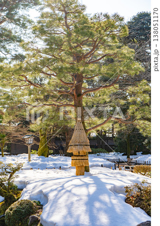 雪景色の兼六園に佇む松とこも巻き 雪景色の兼六園に佇む松とこも巻き 138051170