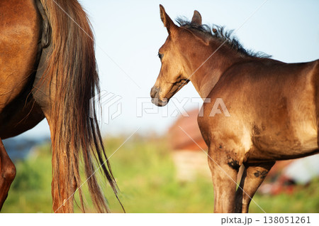 portrait of black-chocolate  little foal  with  his mom.  sunny summer  evening 138051261