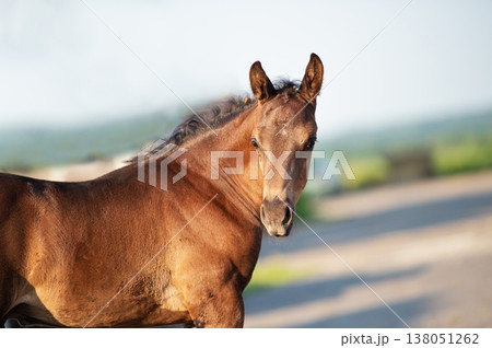 portrait of  beautiful black-chocolate  little foal.  sunny summer  evening 138051262