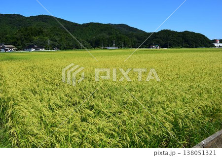 稔り始めた稲穂 山形庄内米 稔り始めた稲穂 山形庄内米 138051321