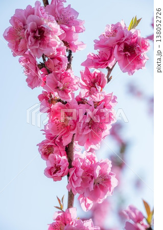 古河公方公園　花桃祭り 138052726