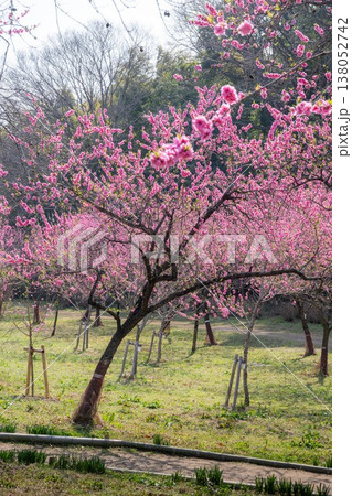古河公方公園　花桃祭り 138052742