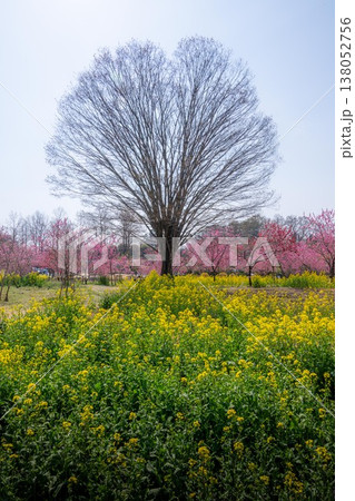 古河公方公園　花桃祭り 138052756