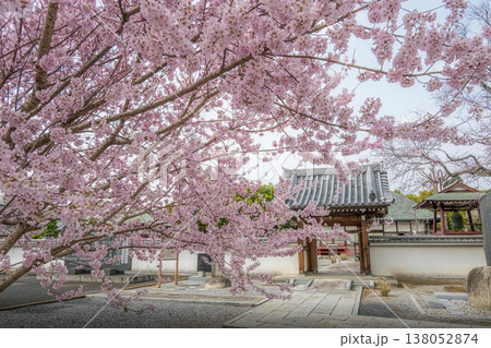 名もなき神社に咲き誇る早咲きの桜 名もなき神社に咲き誇る早咲きの桜 138052874
