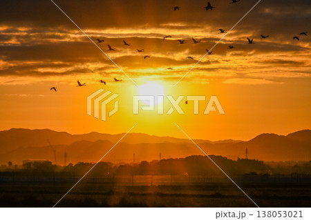 明け方鶴の飛翔 ‐鹿児島県出水‐ 138053021
