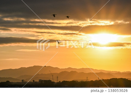 明け方鶴の飛翔 ‐鹿児島県出水‐ 138053026