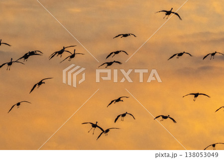 明け方鶴の飛翔 ‐鹿児島県出水‐ 138053049