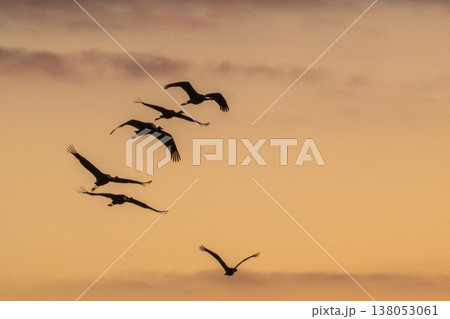 明け方鶴の飛翔 ‐鹿児島県出水‐ 138053061