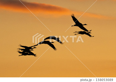 明け方鶴の飛翔 ‐鹿児島県出水‐ 138053089