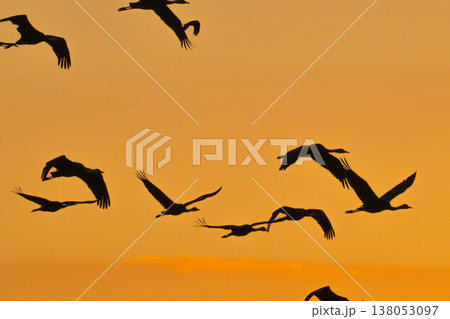 明け方鶴の飛翔 ‐鹿児島県出水‐ 明け方鶴の飛翔 ‐鹿児島県出水‐ 138053097