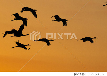 明け方鶴の飛翔 ‐鹿児島県出水‐ 明け方鶴の飛翔 ‐鹿児島県出水‐ 138053107