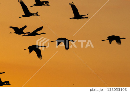 明け方鶴の飛翔 ‐鹿児島県出水‐ 明け方鶴の飛翔 ‐鹿児島県出水‐ 138053108